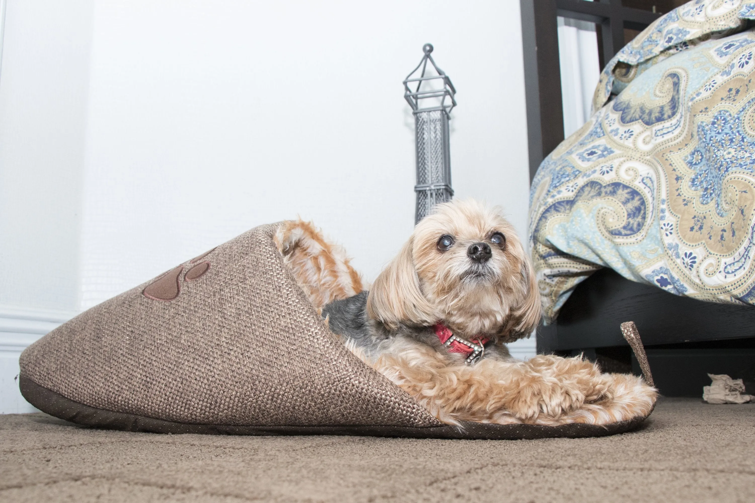 Slip-On Fashionable Slipper Dog Bed